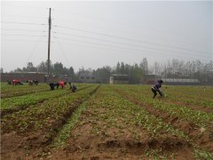 土壤養(yǎng)分速測(cè)儀的速測(cè)方法是什么？