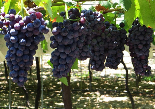 土壤墑情監(jiān)測站為葡萄種植實現(xiàn)灌溉 土壤墑情監(jiān)測站為葡萄種植實現(xiàn)灌溉