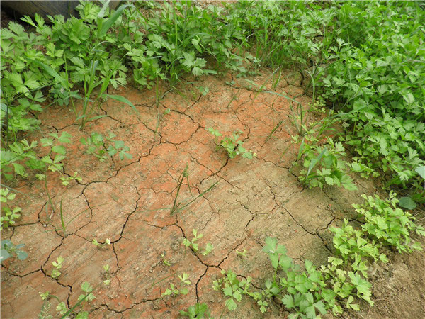 土壤養(yǎng)分速測(cè)儀為農(nóng)民朋友解決煩惱 土壤養(yǎng)分速測(cè)儀為農(nóng)民朋友解決煩惱