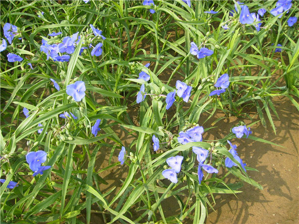 土壤養(yǎng)分速測(cè)儀在測(cè)土施肥中的作用 土壤養(yǎng)分速測(cè)儀在測(cè)土施肥中的作用