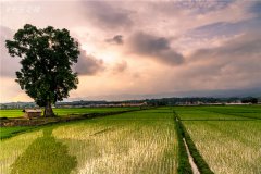 土壤墑情速測(cè)儀的使用效果怎么樣？