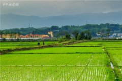 土壤水分速測儀調節(jié)土壤水分的方法？