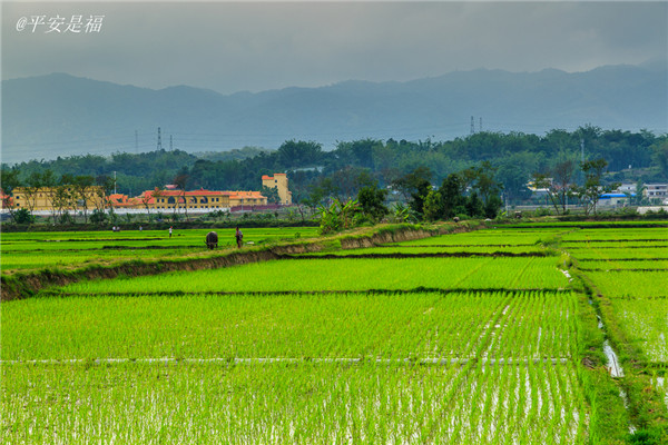 土壤水分速測儀調(diào)節(jié)土壤水分的方法？