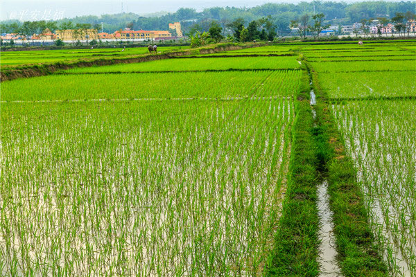 土壤水分速測(cè)儀和土壤水分傳感器的介紹 土壤水分速測(cè)儀和土壤水分傳感器的介紹