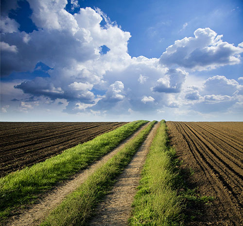 土壤墑情自動檢測儀幫助火龍果種植過程 土壤墑情自動檢測儀幫助火龍果種植過程
