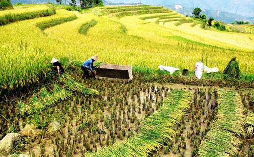管式土壤墑情監(jiān)測儀提升糧食作物的達標率 管式土壤墑情監(jiān)測儀提升糧食作物的達標率