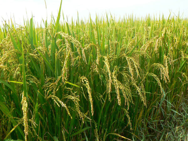 風(fēng)途FT-LORA土壤墑情監(jiān)測系統(tǒng)詳情 風(fēng)途FT-LORA土壤墑情監(jiān)測系統(tǒng)詳情