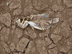 安裝土壤墑情自動(dòng)監(jiān)測(cè)系統(tǒng)的意義在哪里？