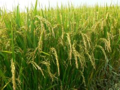 土壤墑情監(jiān)測系統(tǒng)是如何運行的？