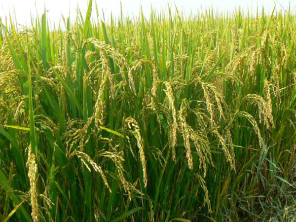 土壤墑情監(jiān)測系統(tǒng)是如何運行的？