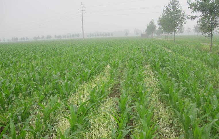 基于物聯(lián)網(wǎng)的農(nóng)業(yè)墑情監(jiān)測系統(tǒng) 基于物聯(lián)網(wǎng)的農(nóng)業(yè)墑情監(jiān)測系統(tǒng)