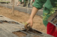 土壤墑情的監(jiān)測方法哪種好?