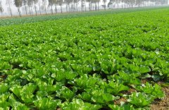 土壤墑情監(jiān)測需要怎么取樣?