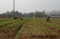 土壤含水量是如何計(jì)算的?