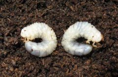 土壤含水量監(jiān)測(cè)儀器幫助消滅“地老虎”