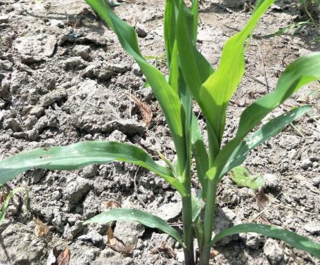 土壤墑情如何實現(xiàn)自動監(jiān)測？