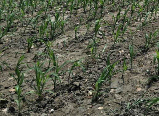 土壤墑情監(jiān)測站是怎樣的系統(tǒng)？