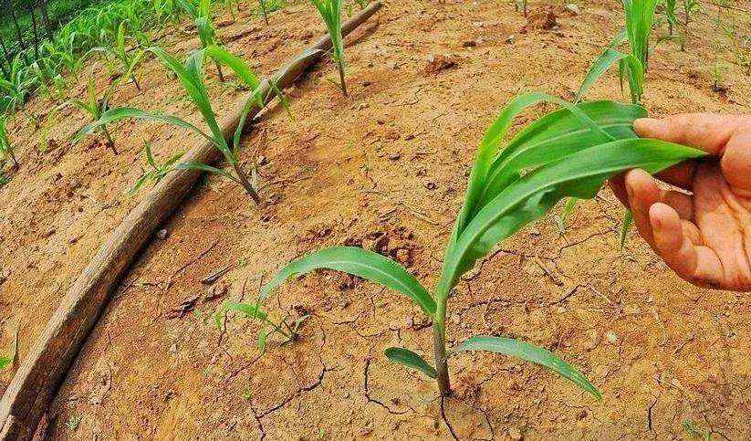 土壤墑情遠(yuǎn)程監(jiān)控系統(tǒng)在旱情分析中的應(yīng)用 土壤墑情遠(yuǎn)程監(jiān)控系統(tǒng)在旱情分析中的應(yīng)用