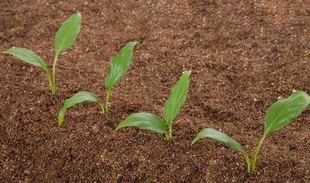 物聯網技術在土壤墑情監(jiān)測系統(tǒng)中的應用 物聯網技術在土壤墑情監(jiān)測系統(tǒng)中的應用