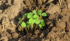 有了物聯(lián)網(wǎng)，土壤墑情監(jiān)測(cè)系統(tǒng)才有了“生命”！