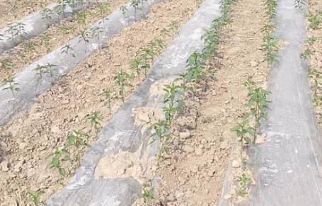 基于無線網(wǎng)絡的遠程墑情監(jiān)測系統(tǒng)介紹 基于無線網(wǎng)絡的遠程墑情監(jiān)測系統(tǒng)介紹