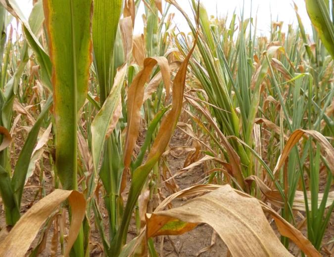 農(nóng)田土壤墑情與旱情監(jiān)測對農(nóng)業(yè)發(fā)展具有重要意義 農(nóng)田土壤墑情與旱情監(jiān)測對農(nóng)業(yè)發(fā)展具有重要意義