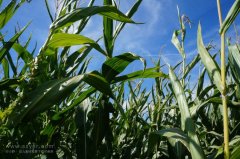 農(nóng)業(yè)節(jié)水，如何用科技支撐？