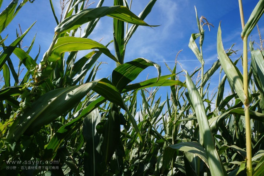 農(nóng)業(yè)節(jié)水，如何用科技支撐？